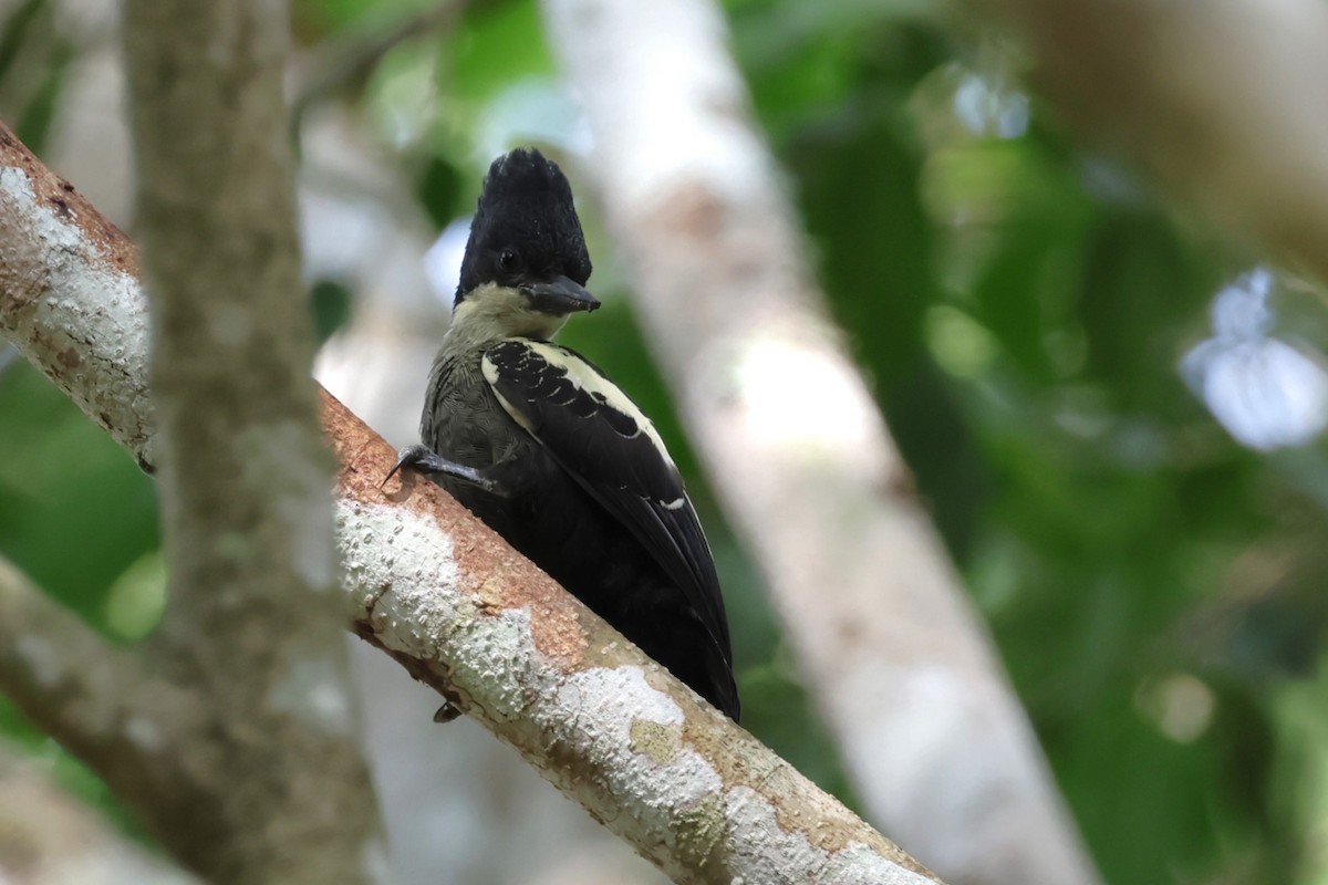 Heart-spotted Woodpecker - Peter Christiaen