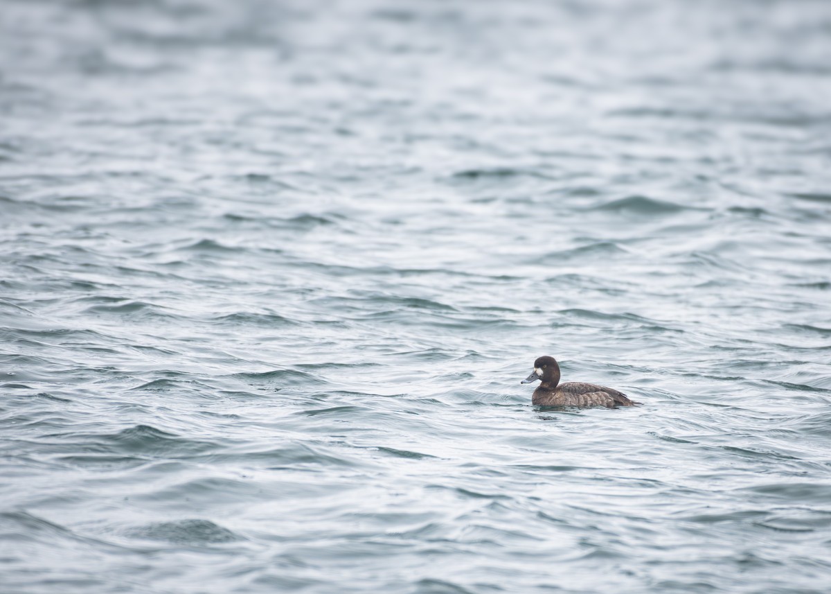 Greater Scaup - ML615909087