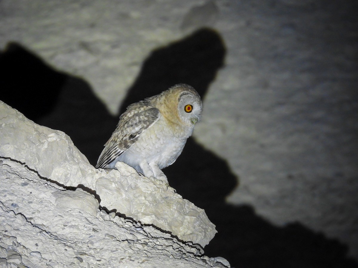 Desert Owl - ML615909088
