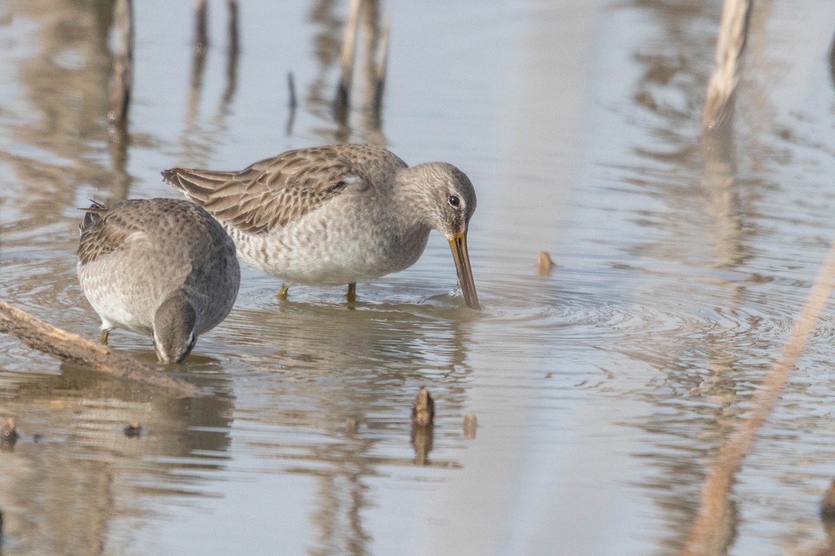 Long-billed Dowitcher - ML615909142