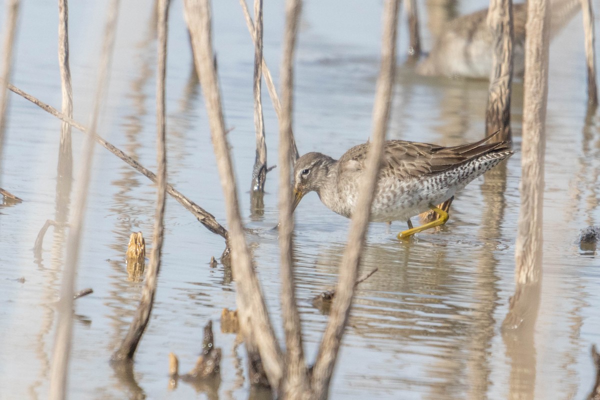 Long-billed Dowitcher - ML615909143