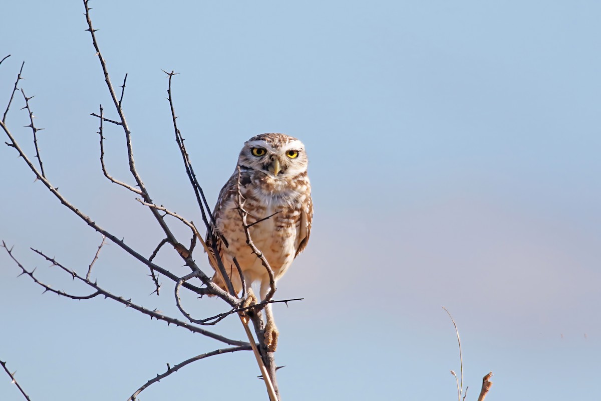 Burrowing Owl - ML615909178