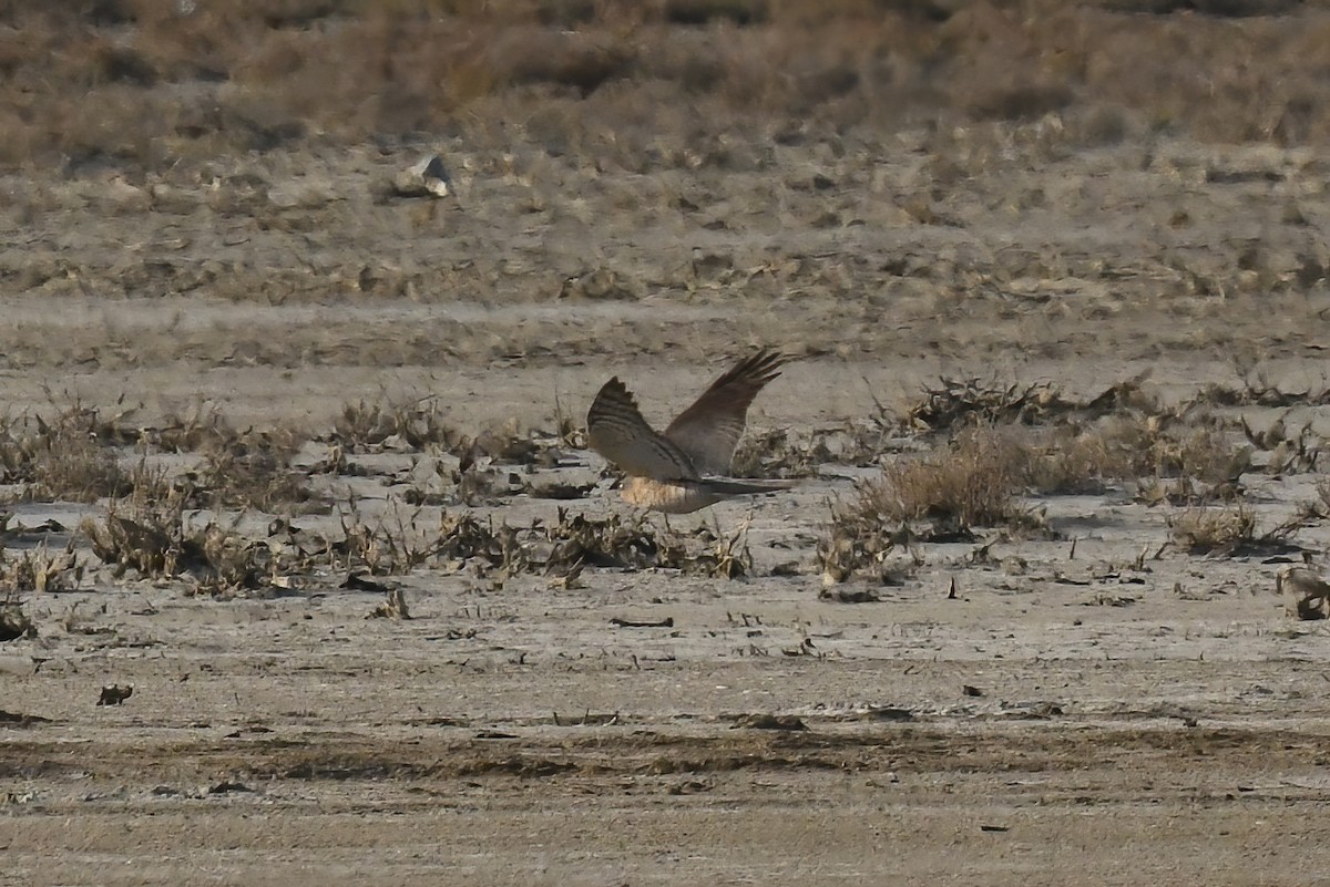 Eurasian Sparrowhawk - ML615909302