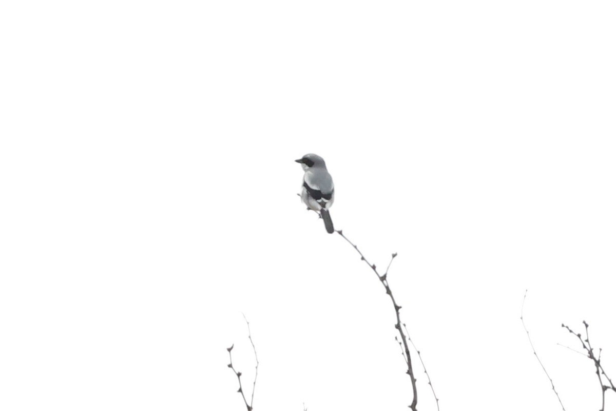 Loggerhead Shrike - ML615909522
