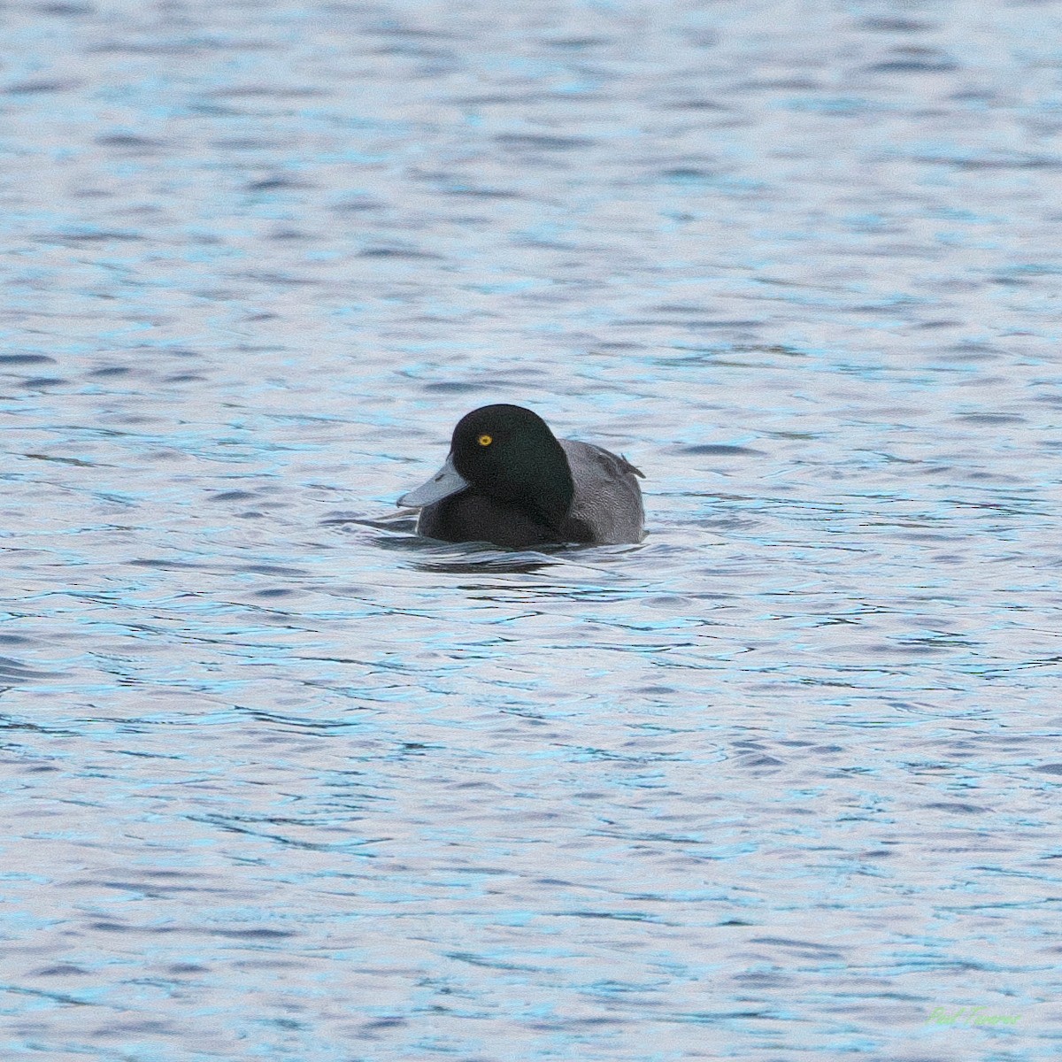 Greater Scaup - ML615909575