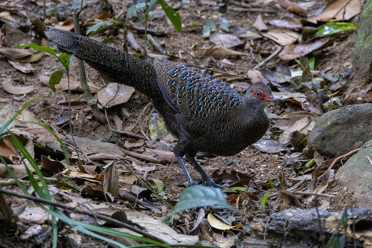 Hainan Peacock-Pheasant - Matthew Kwan