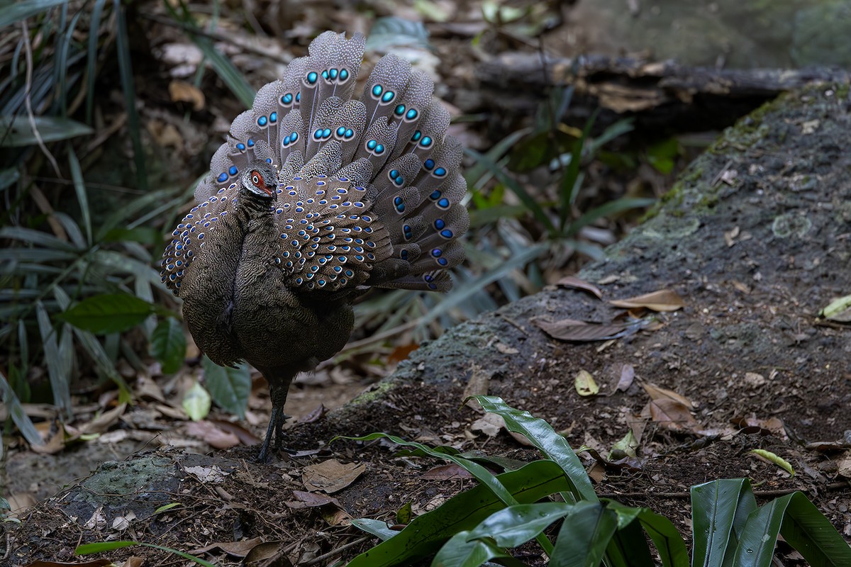 Hainan Peacock-Pheasant - ML615909652