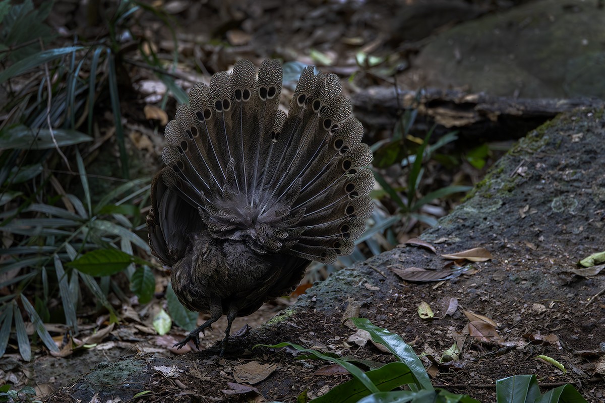 Hainan Peacock-Pheasant - ML615909653
