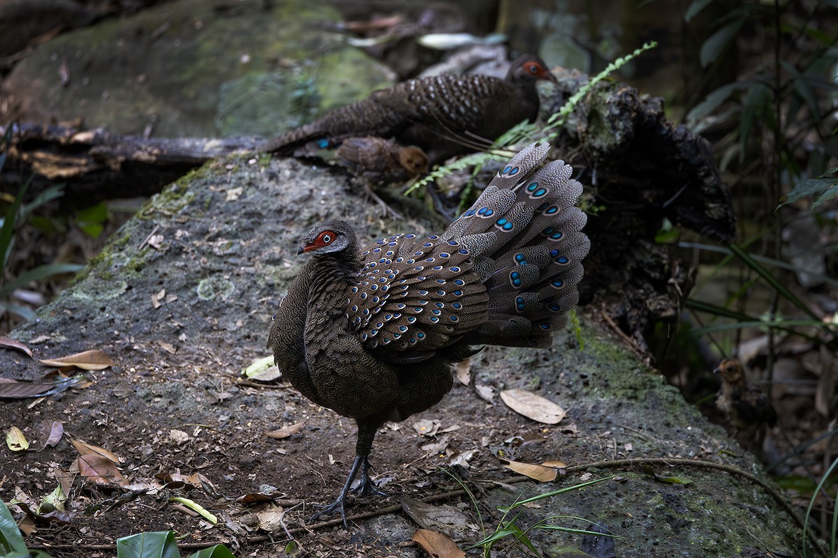 Hainan Peacock-Pheasant - ML615909654