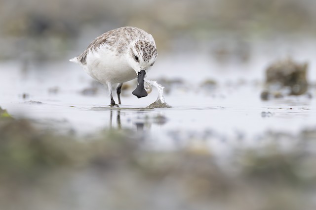 Bird catching prey. - Spoon-billed Sandpiper - 