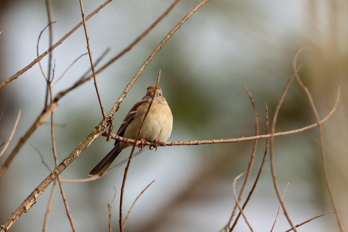 Field Sparrow - ML615909870