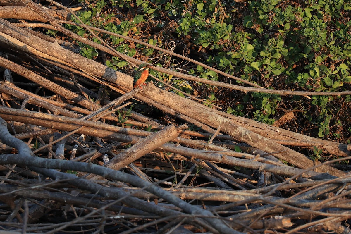 Common Kingfisher (Common) - ML615909878