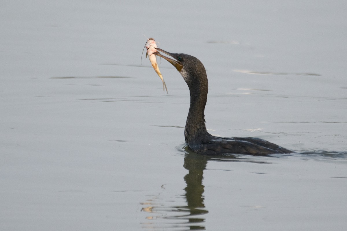 Indian Cormorant - H Nambiar