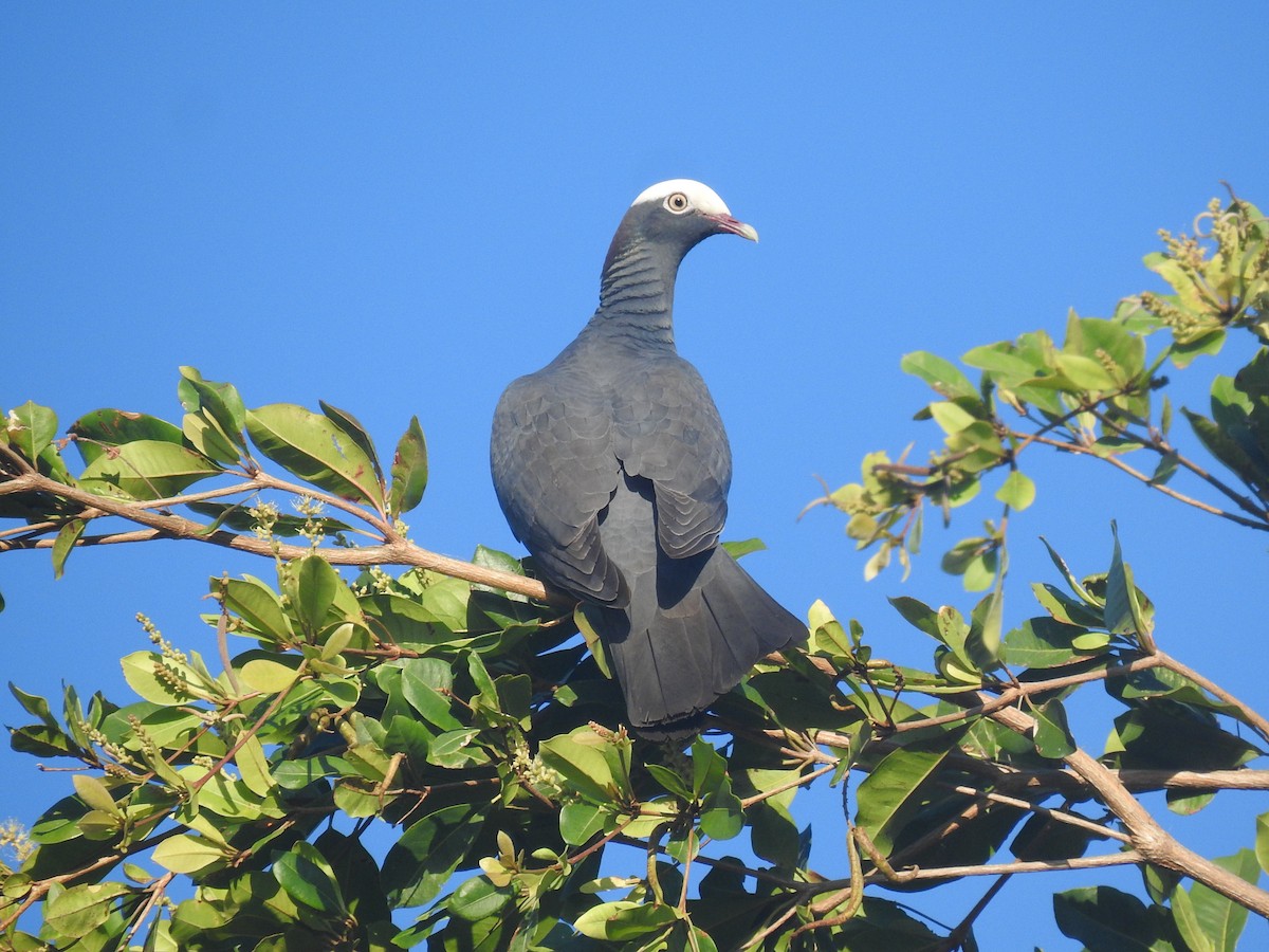 White-crowned Pigeon - ML615910046