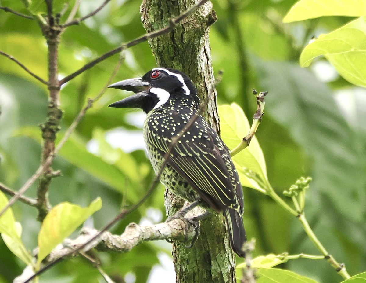 Hairy-breasted Barbet - ML615910230