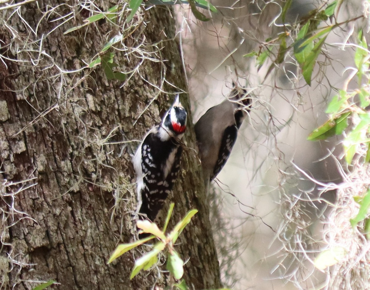 Downy Woodpecker - ML615910276