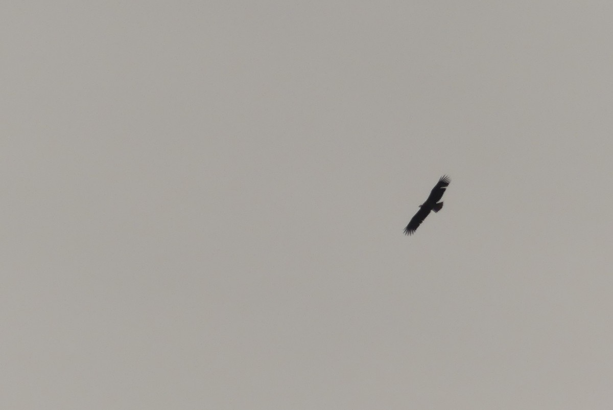 White-tailed Eagle - ML615910331