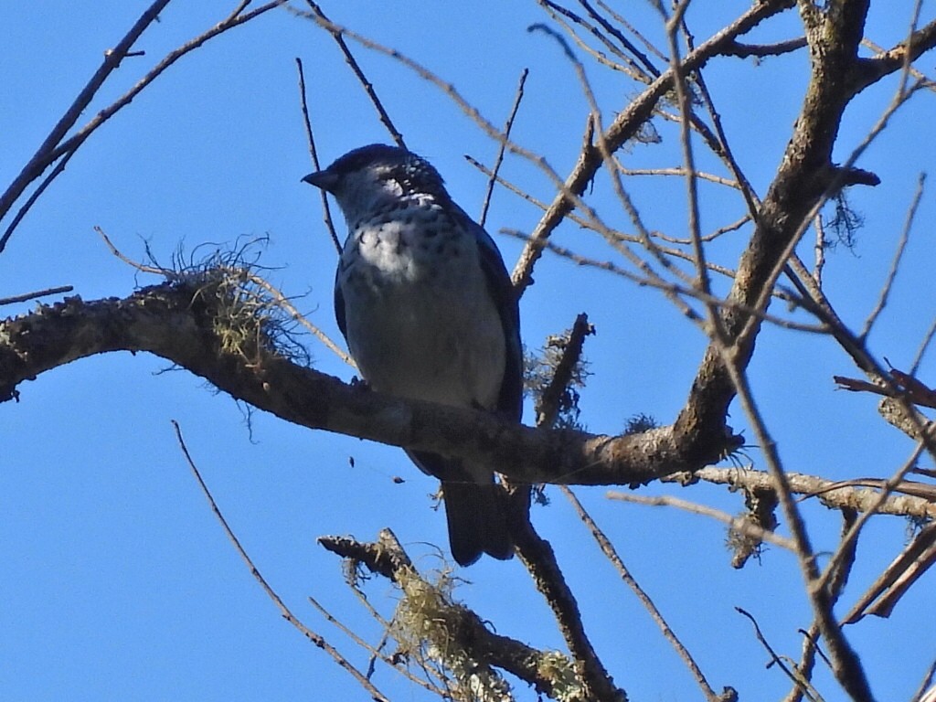 Azure-rumped Tanager - ML615910436