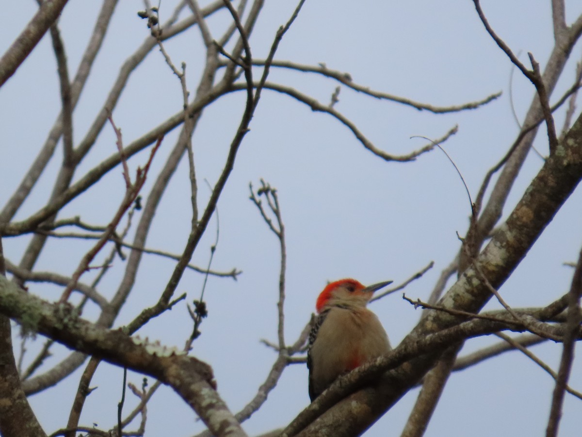 Red-bellied Woodpecker - ML615910448