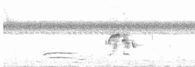Тиранчик-тонкодзьоб південний - ML615910456