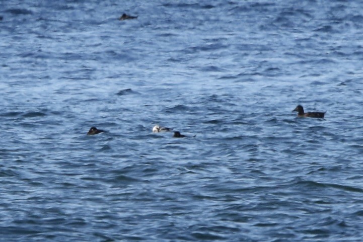 Long-tailed Duck - ML615910480