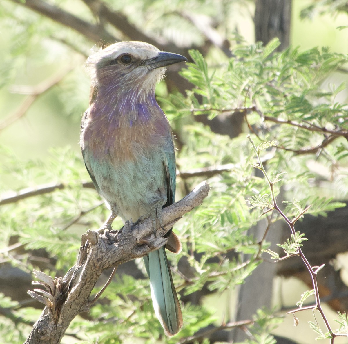 Lilac-breasted Roller - ML615910514