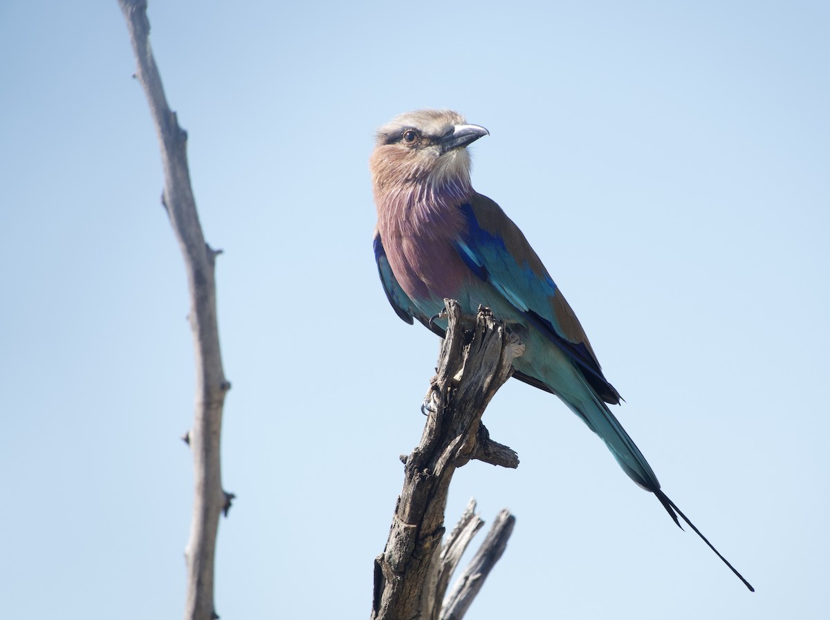 Lilac-breasted Roller - ML615910515