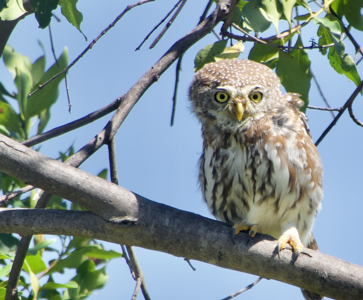 Pearl-spotted Owlet - ML615910519