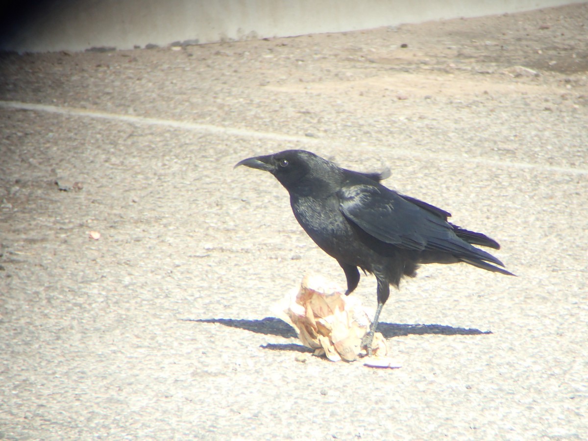 American Crow - ML615910691