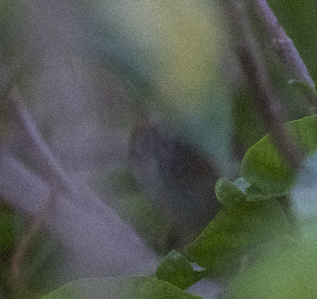 West Himalayan Bush Warbler - Mark  Menezes