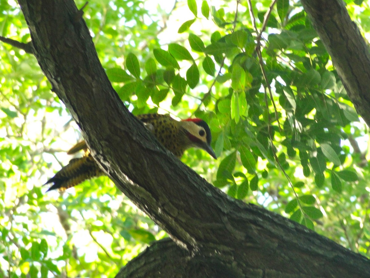 Green-barred Woodpecker - ML615910900