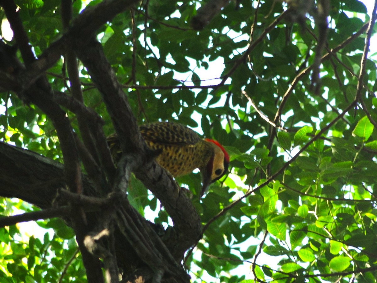 Green-barred Woodpecker - ML615910901