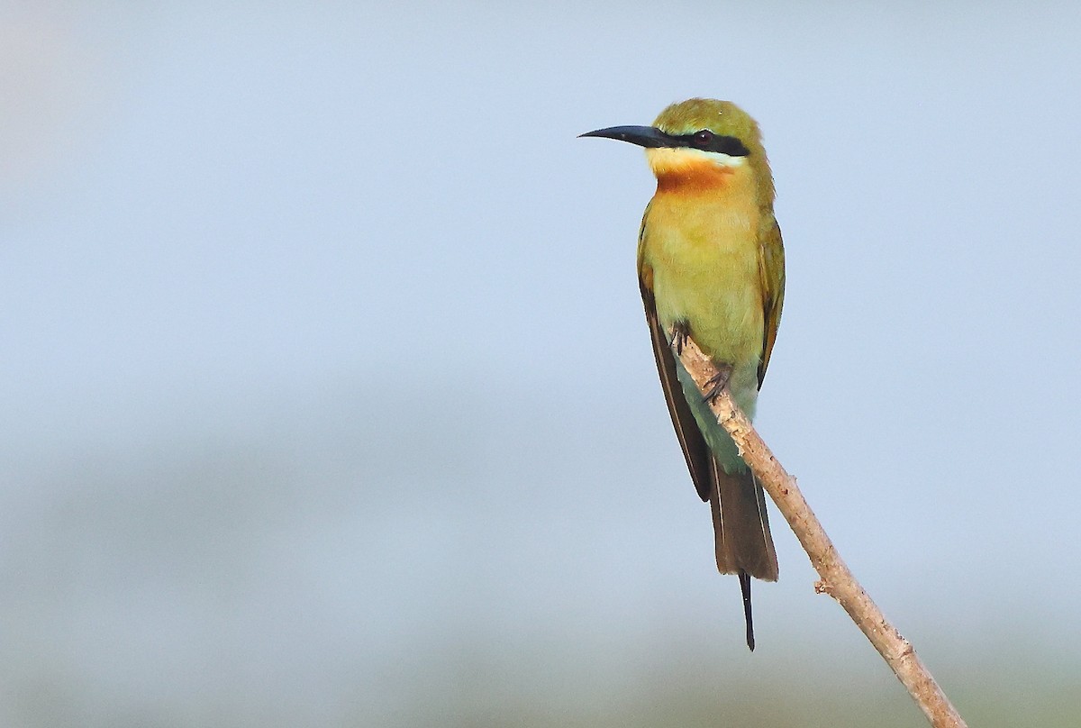 Blue-tailed Bee-eater - ML615910978