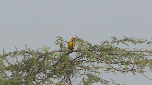 Indian Golden Oriole - ML615911004