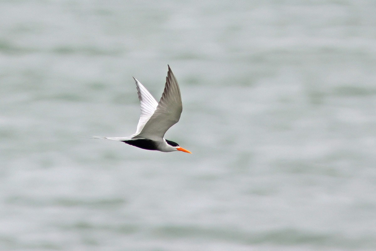 Black-bellied Tern - ML615911202