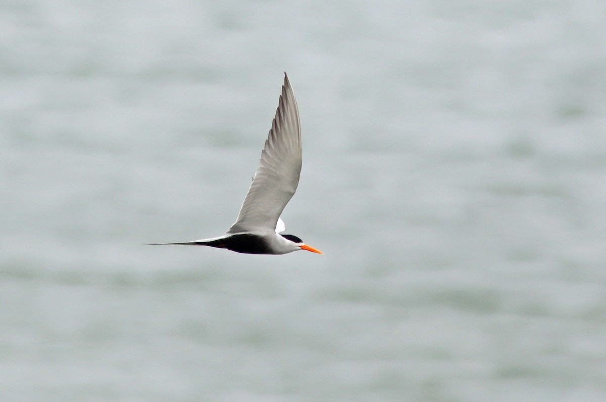Black-bellied Tern - ML615911203