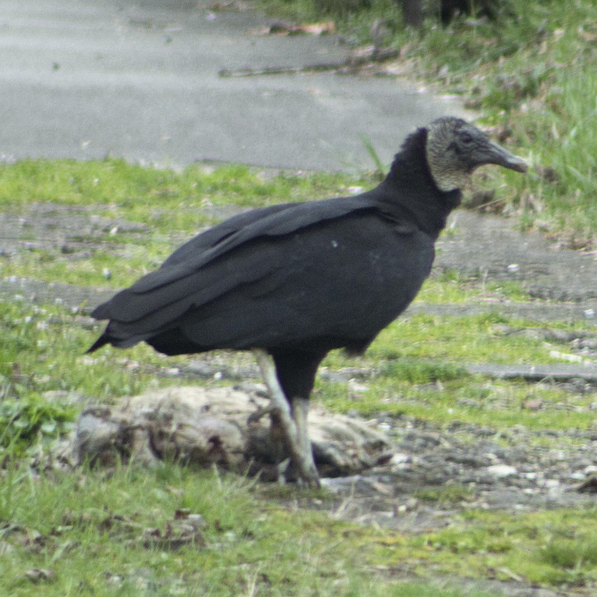 Black Vulture - ML615911223