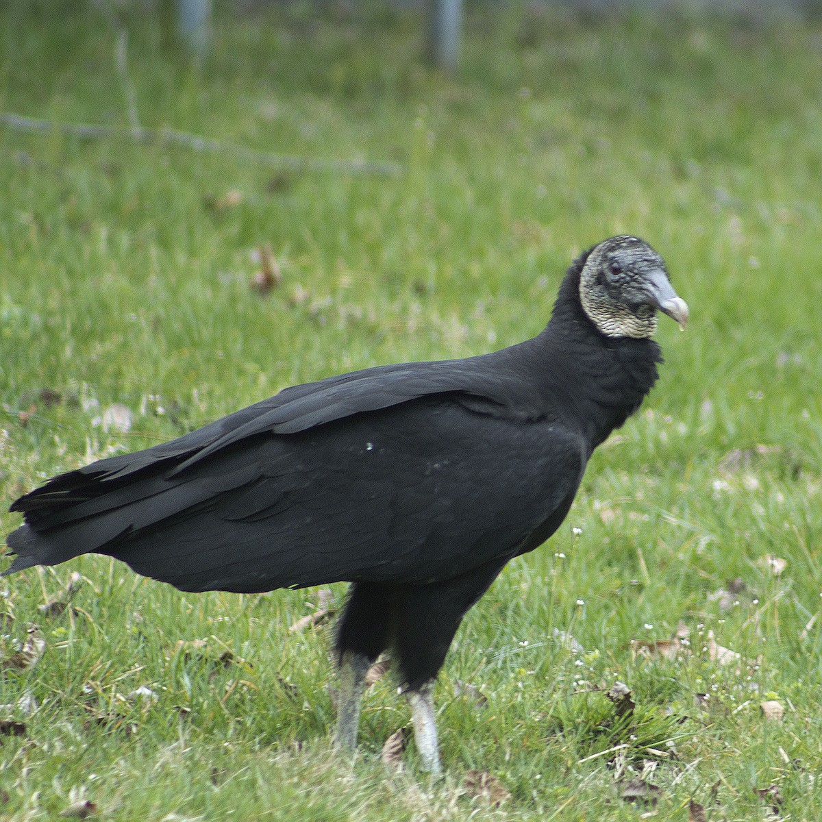 Black Vulture - ML615911224