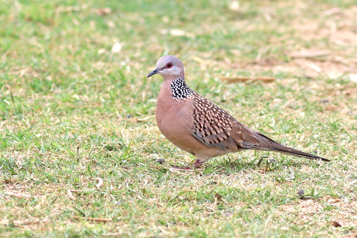 Spotted Dove - ML615911231
