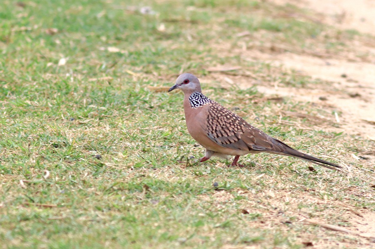 Spotted Dove - ML615911233
