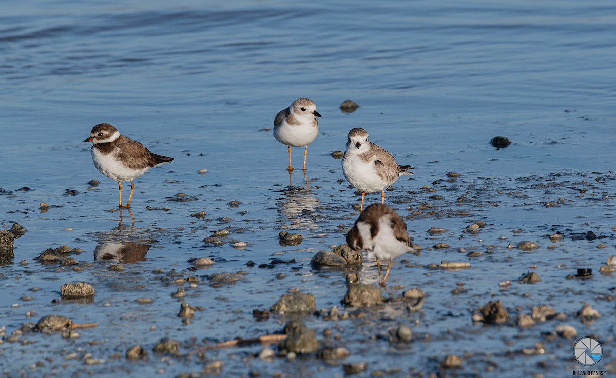 Piping Plover - ML615911252