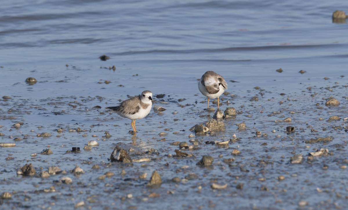 Piping Plover - ML615911310