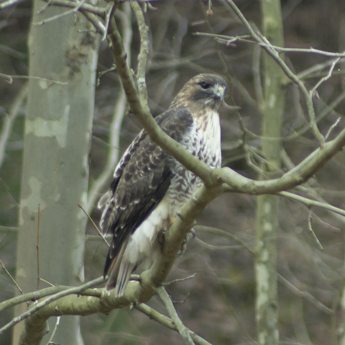 Red-tailed Hawk - ML615911314