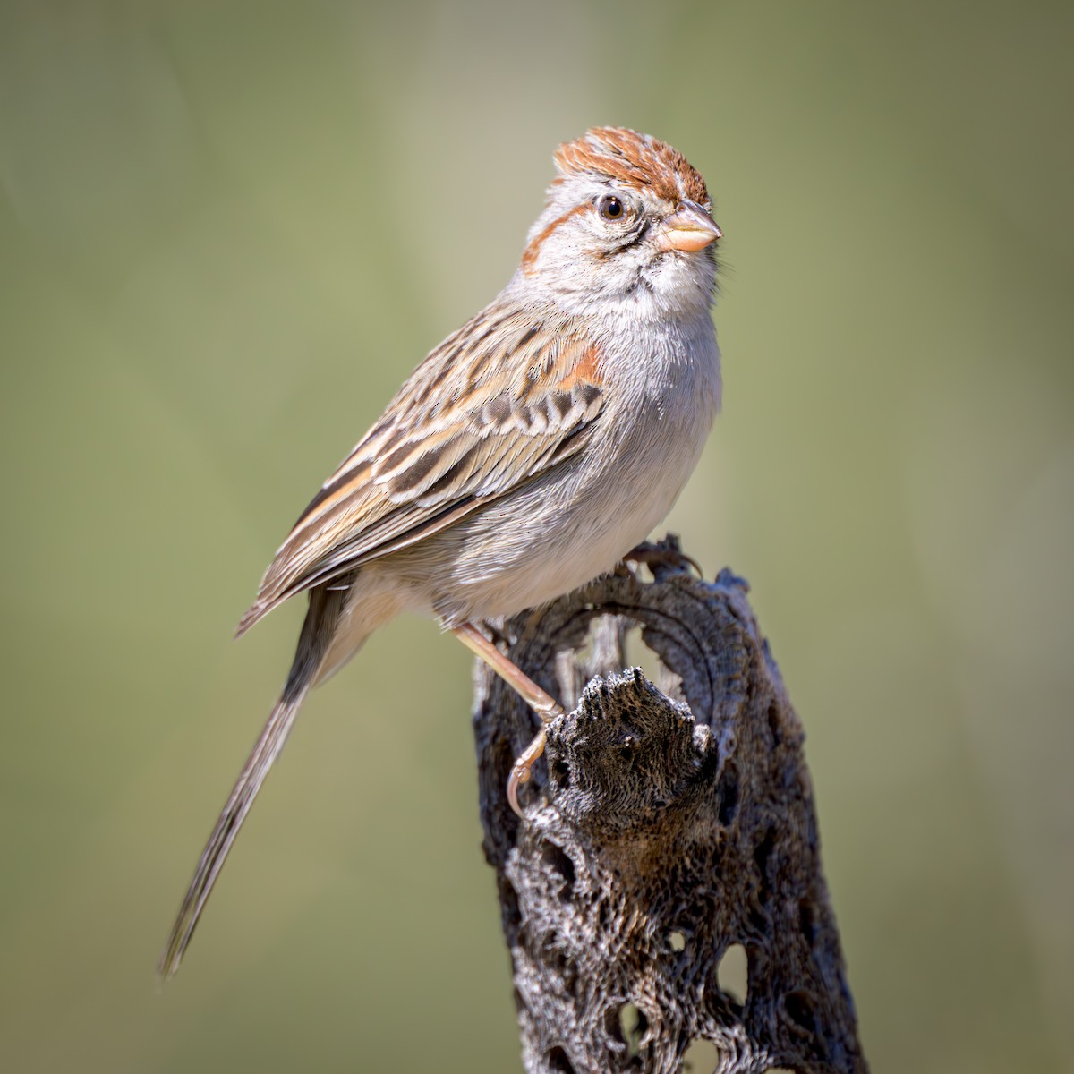 Rufous-winged Sparrow - Paul LaFrance