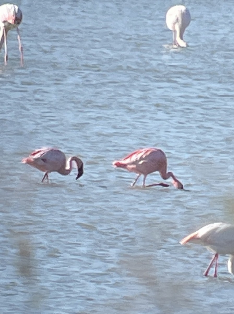 Lesser Flamingo - ML615911419