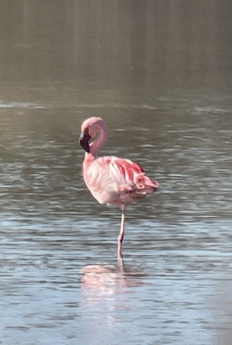 Lesser Flamingo - ML615911420