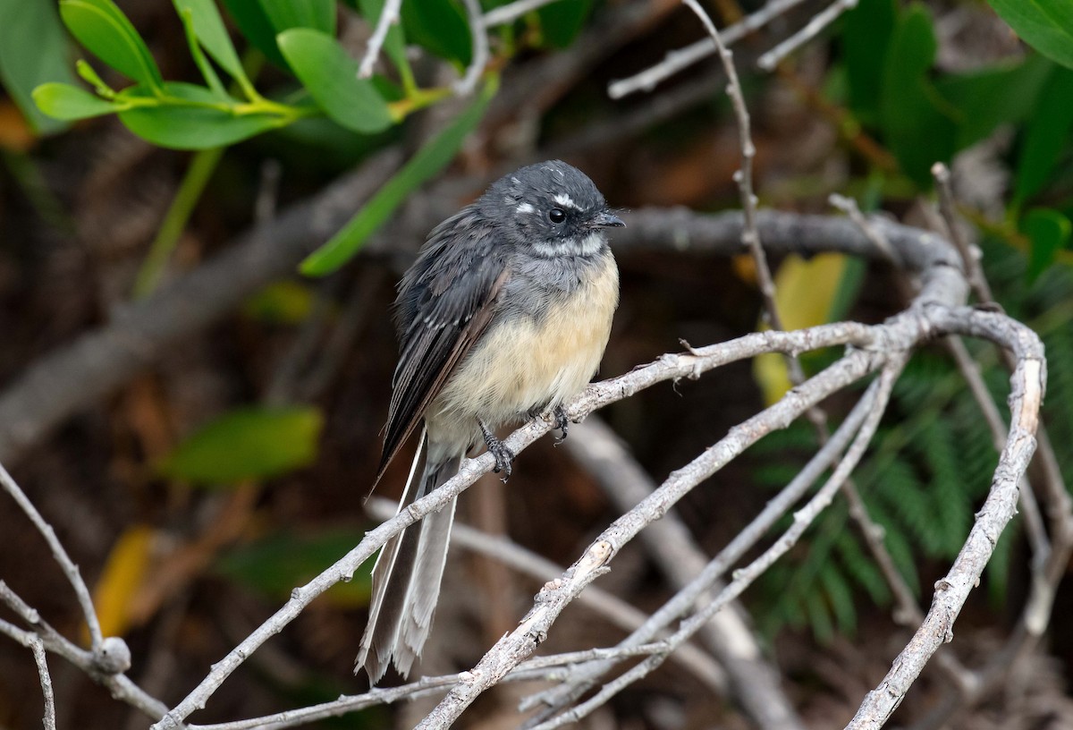 Gray Fantail (albiscapa) - ML615911517