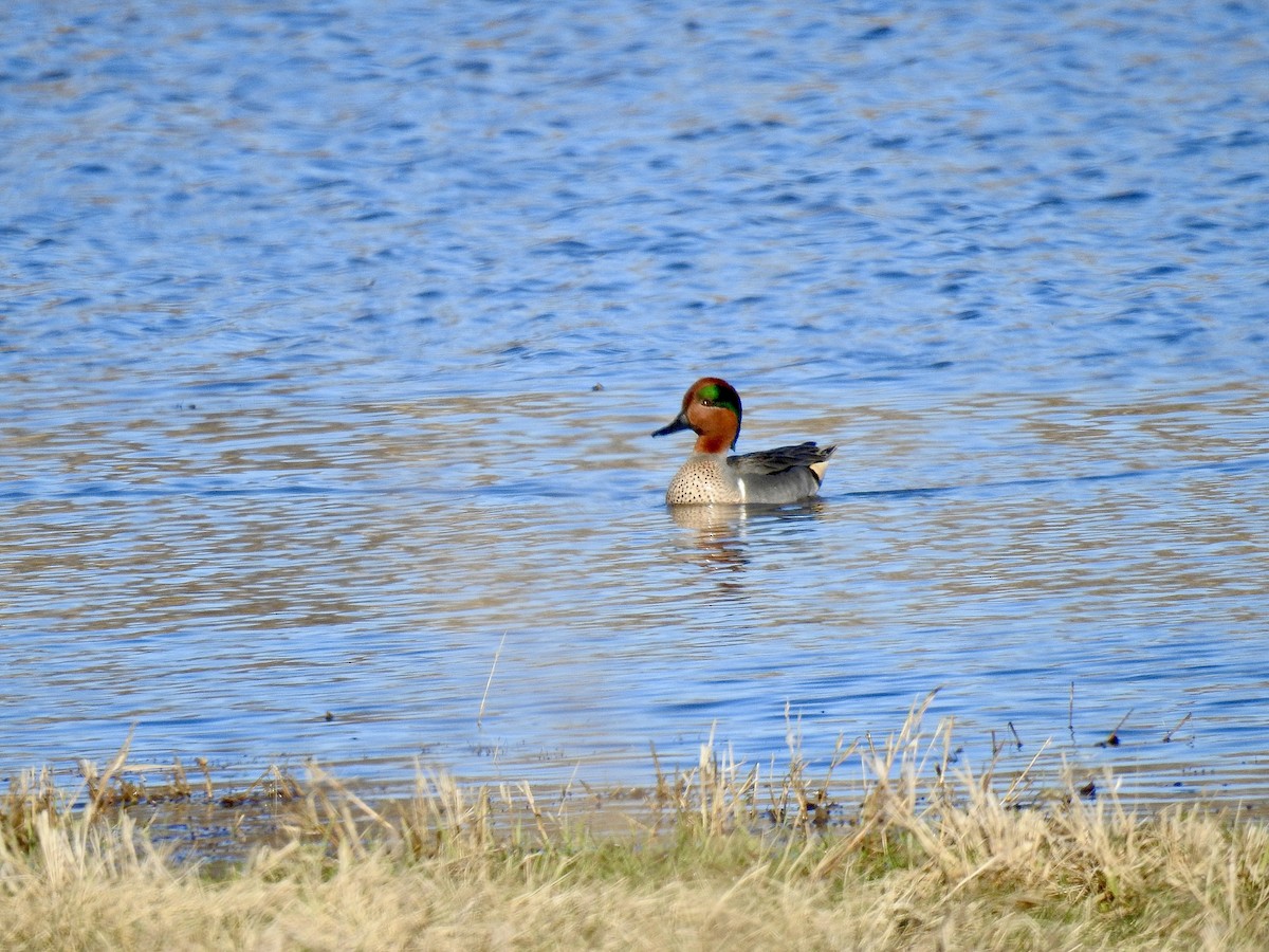 Green-winged Teal - ML615912222