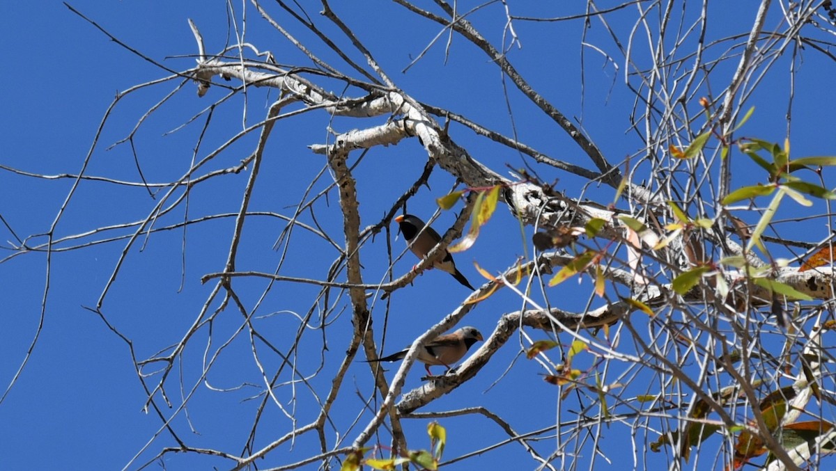 Long-tailed Finch - ML615912281