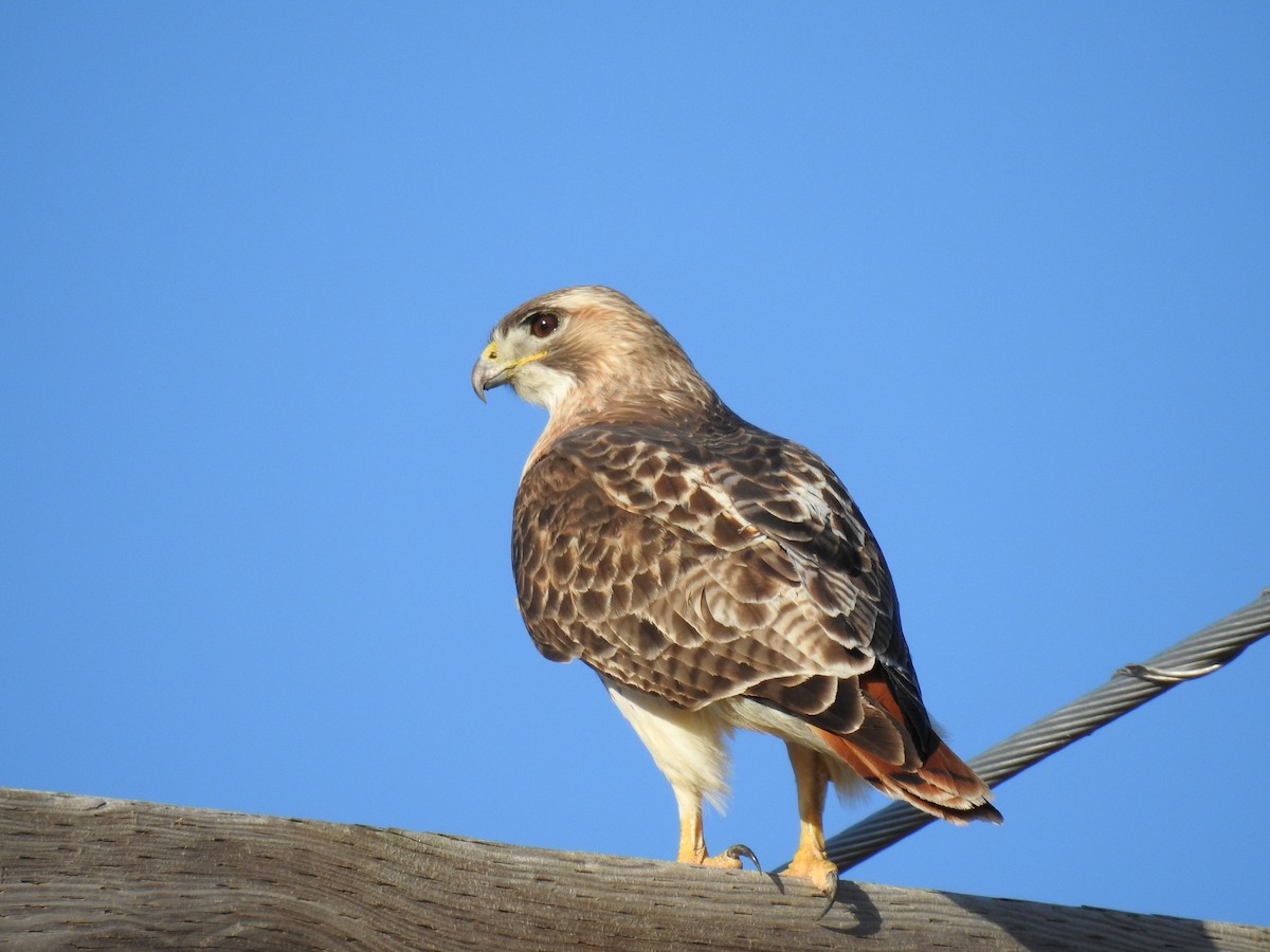 Red-tailed Hawk - ML615912336